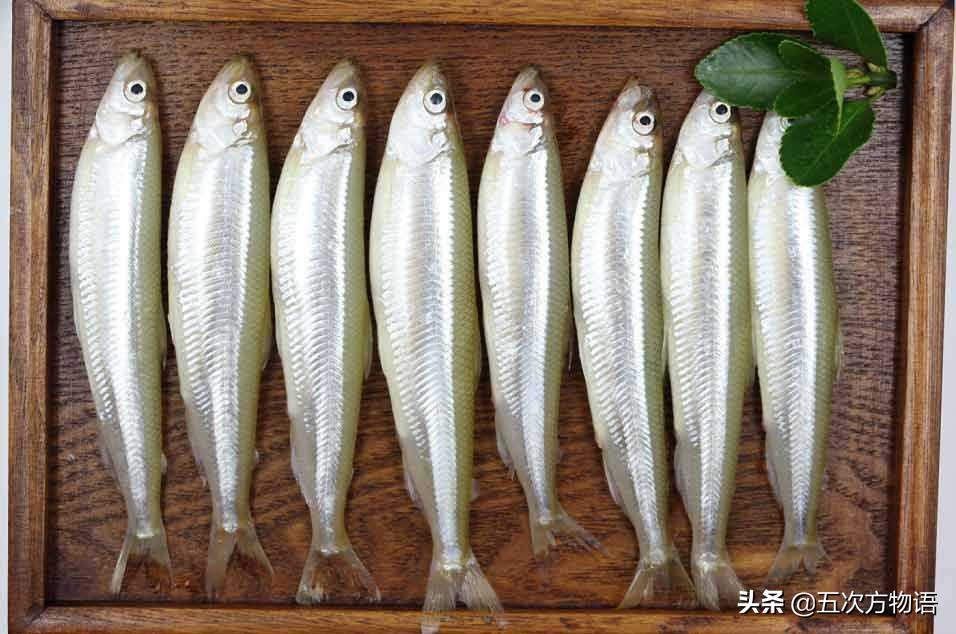 黑龙江十大特色鱼,黑龙江营养价值最高的鱼