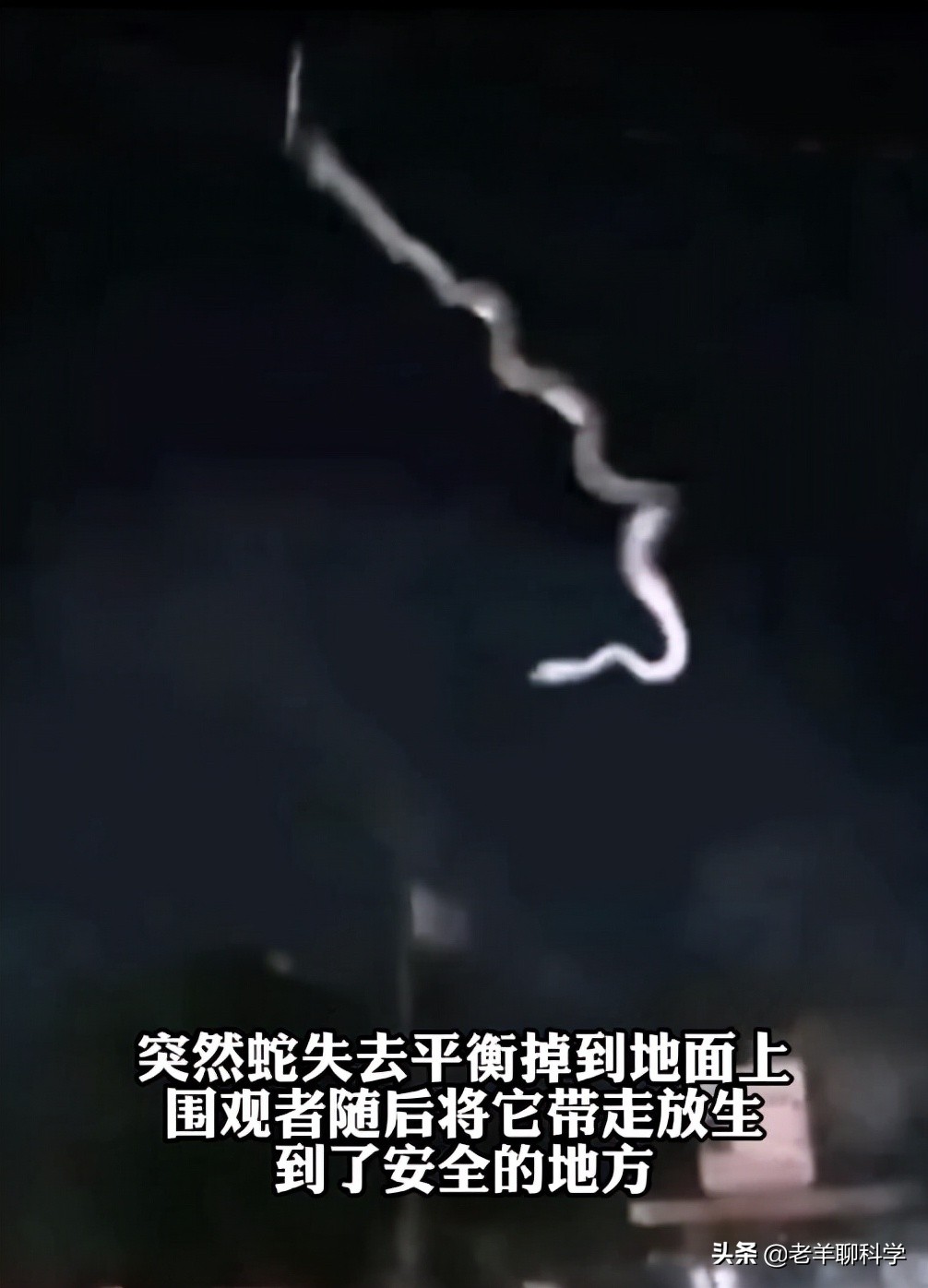 菲律宾电线掉下巨蟒,菲律宾电线上的蟒蛇后续