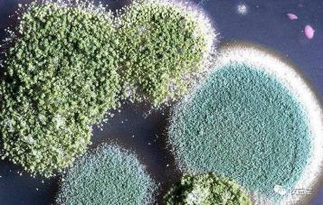 家禽养殖中如何避免霉菌毒素中毒,家禽饲料中霉菌毒素最高标准