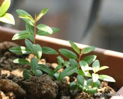 盆栽石榴怎么养视频,石榴盆栽的6个技巧