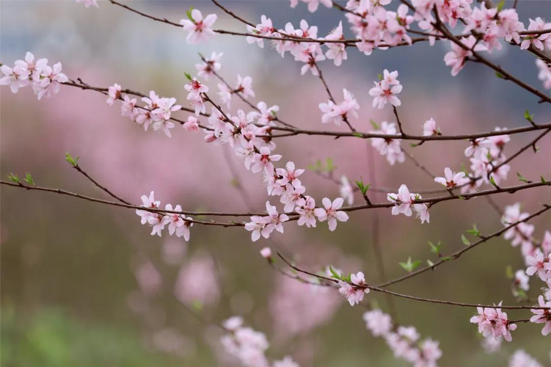 最美的人间四月天演唱视频,最美的人间四月天如约而至