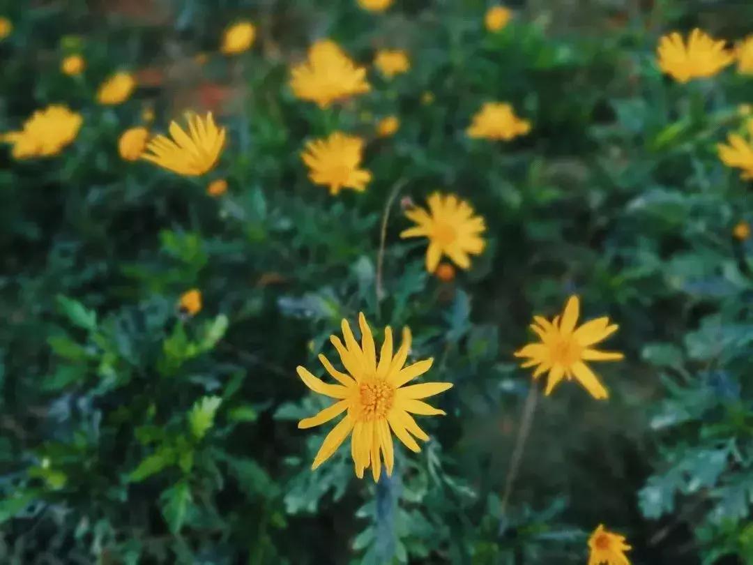 双流夜景必打卡之地,成都双流免费打卡景点