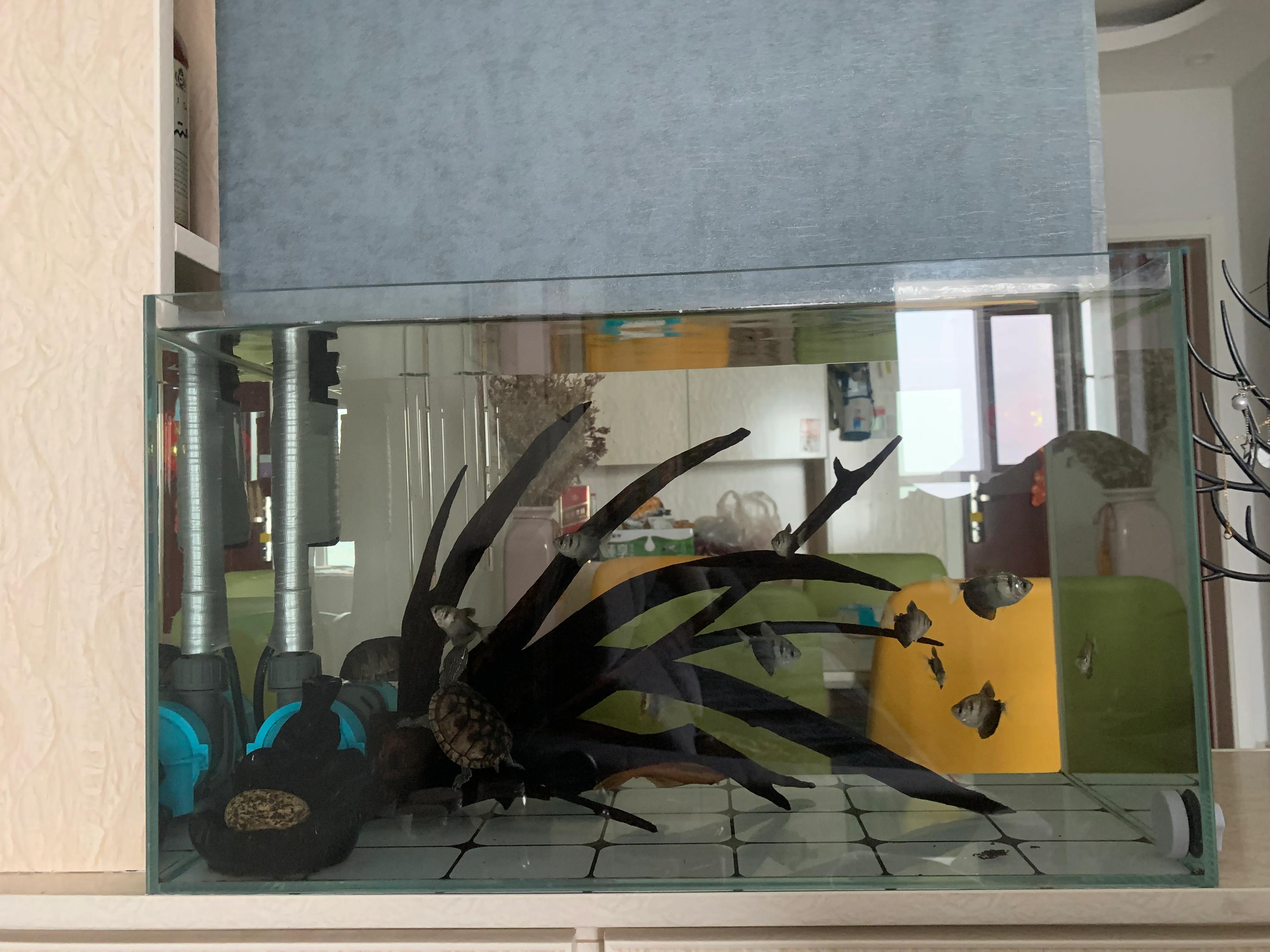 侧滤鱼缸养麝香龟,麝香龟在鱼缸里面怎么养