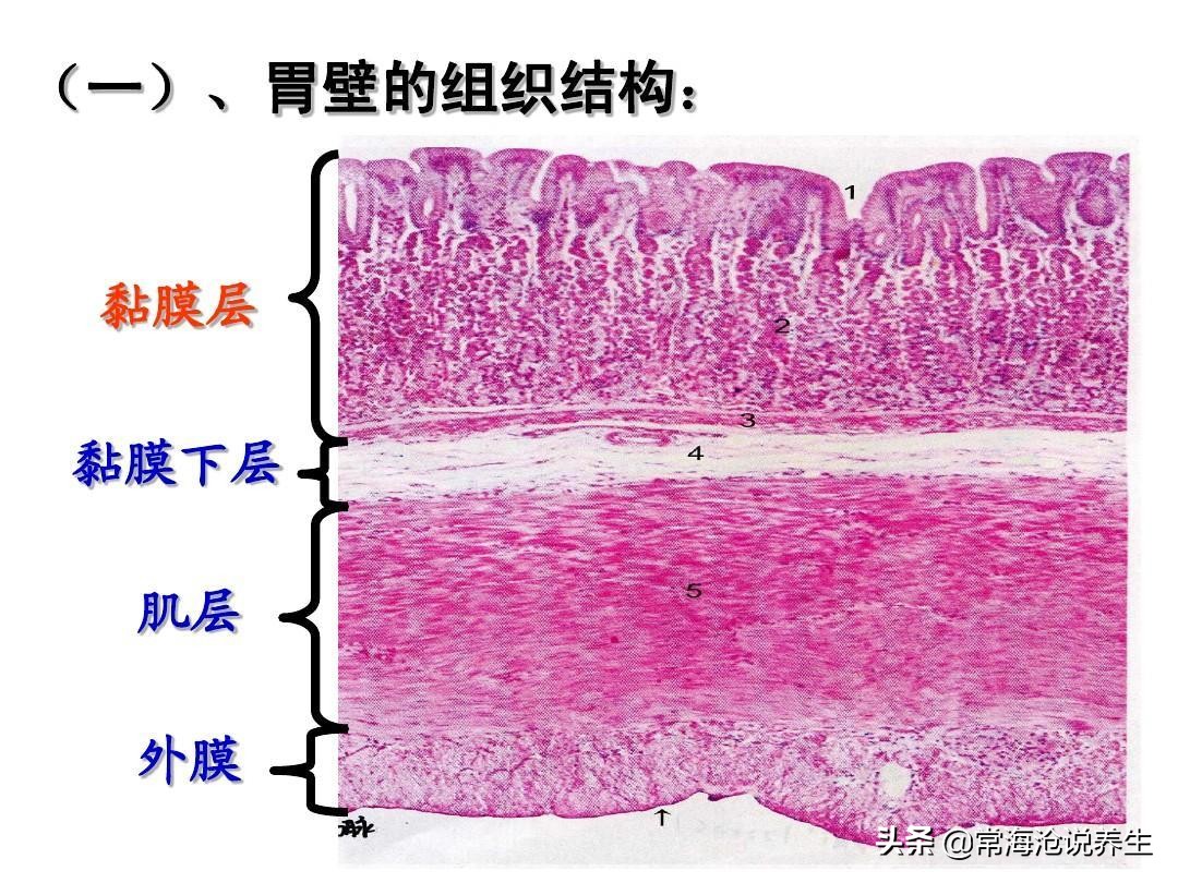慢性胃炎腹痛的原因,浅表性胃炎腹胀腹痛什么原因