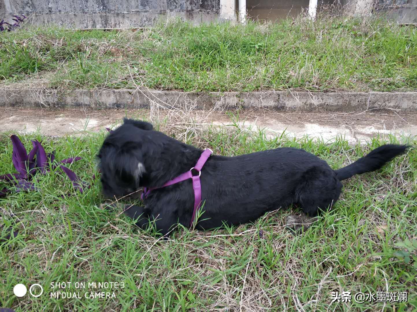 狗狗的发情期，教你几招寻找离家出走的毛孩子！