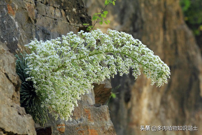 虎耳草开的花,虎耳草开花海