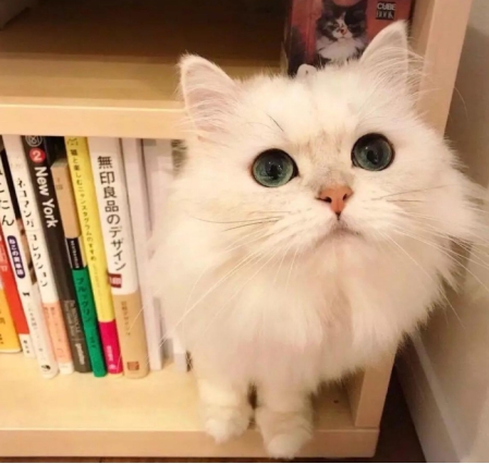 猫咪口吐白沫怎么办?呕吐正常吗?铲屎官必须知道这些养猫常识