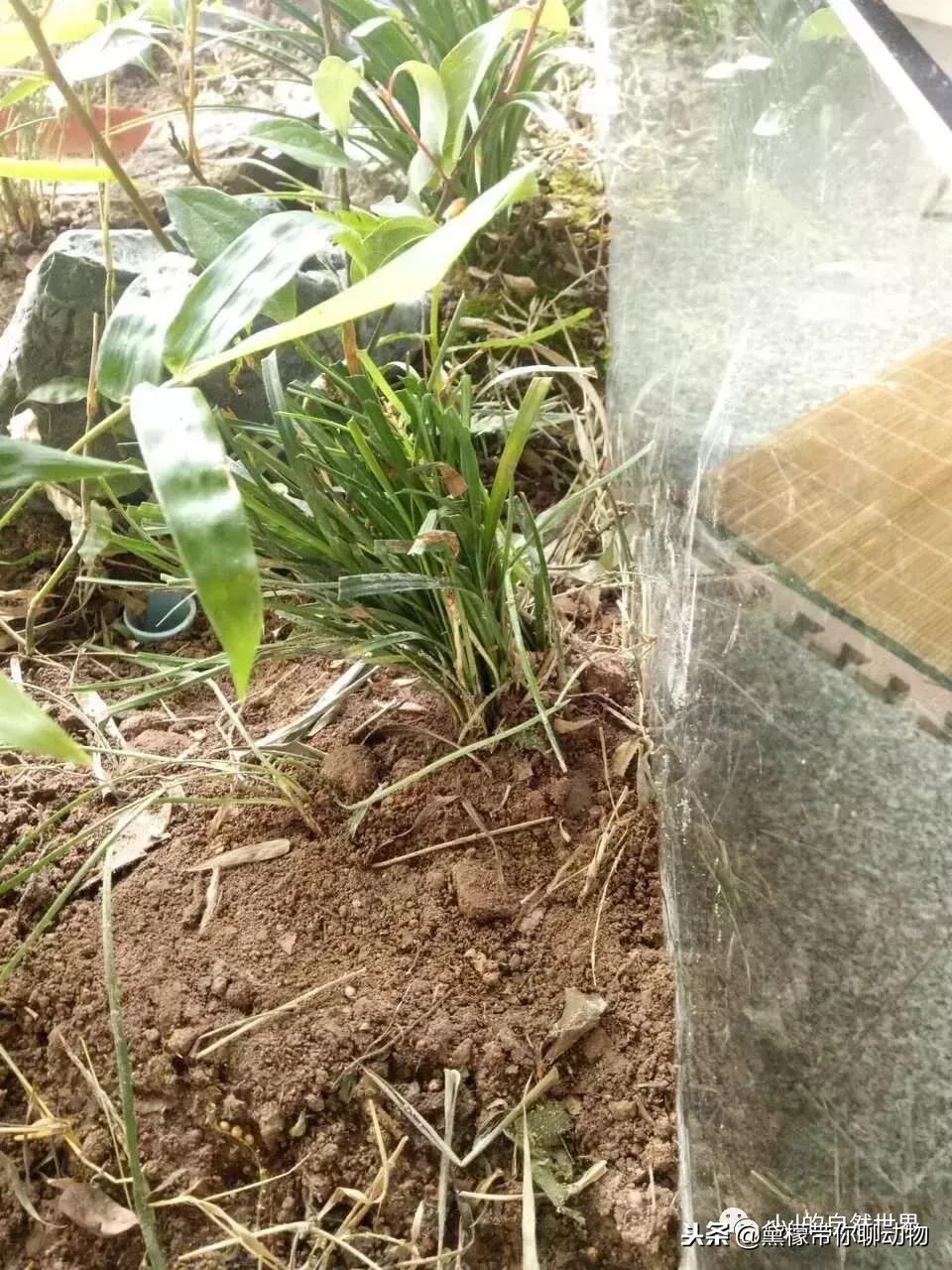 丛林造景黄缘龟池设计图大全,龟宝宝黄缘龟生态缸造景教程