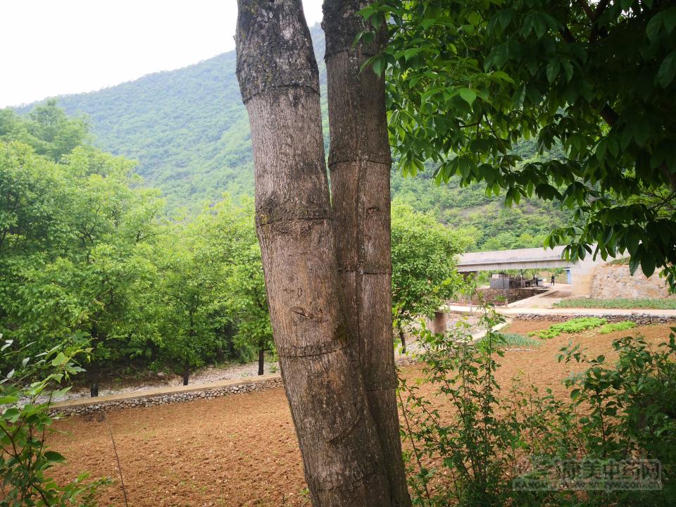 杜仲最新行情,杜仲最新行情多少一公斤