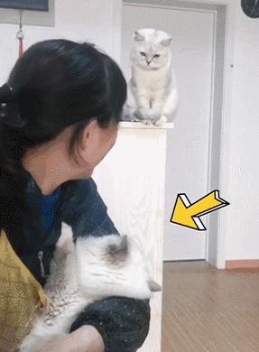 怎么惹猫生气很愤怒,惹猫生气的方法