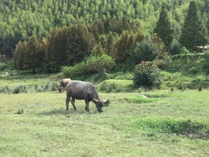 安吉是美丽的地方,安吉为什么是上海后花园