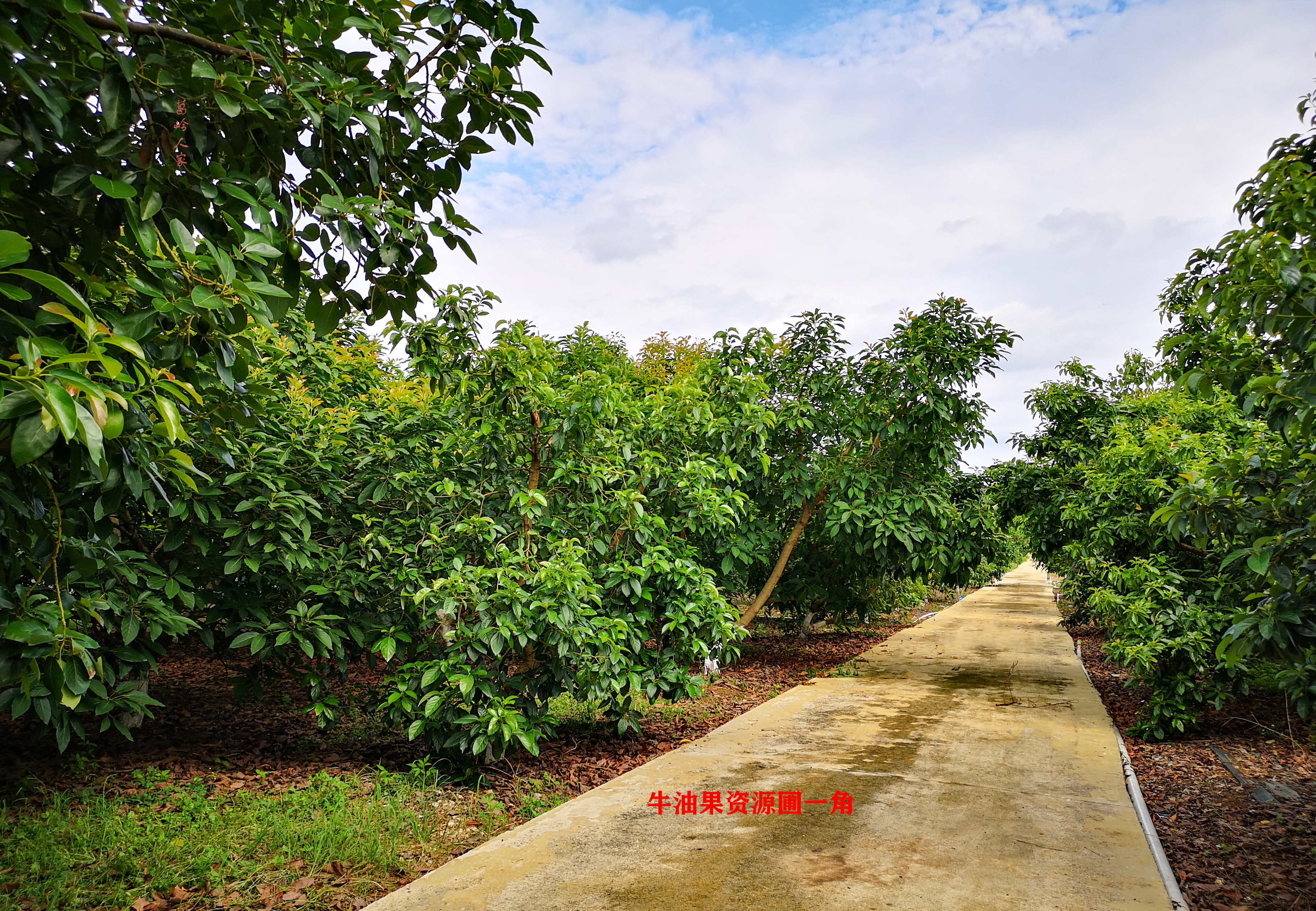 牛油果哈斯还有别的种类么,秘鲁进口哈斯巨无霸牛油果