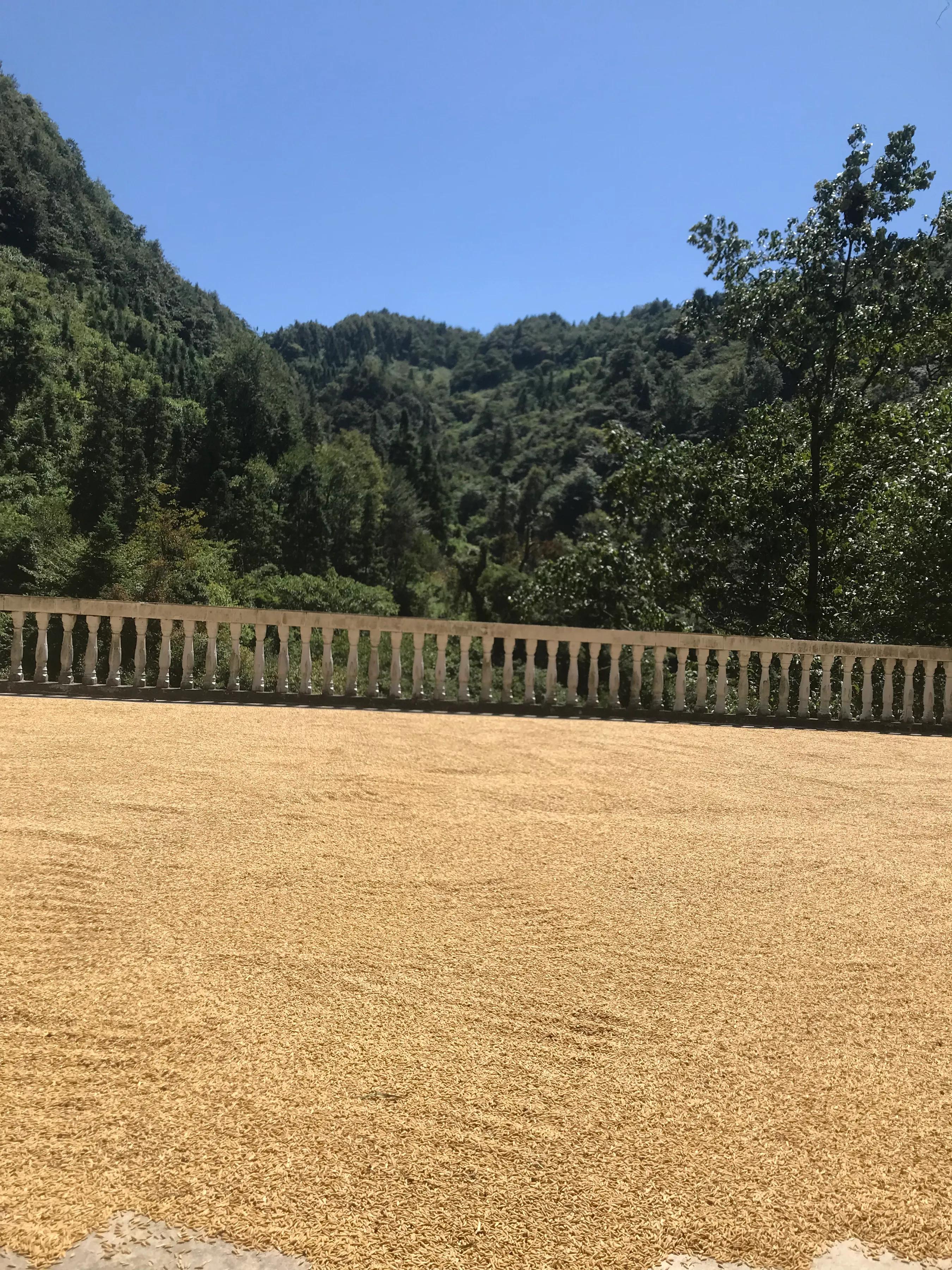 农村人种粮食，这些账必须要算清，算了才知道你的工钱是多少