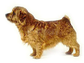 最受欢迎的四大宠物狗你养了吗,比较可爱乖巧的宠物狗有哪些