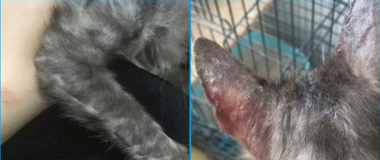 教你如何治猫癣,治疗猫癣的最有效办法