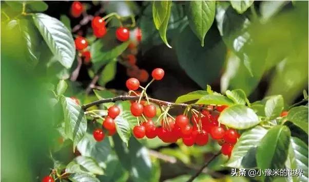 河南洛阳发布最新通知,洛阳牡丹花会向全世界发出邀请