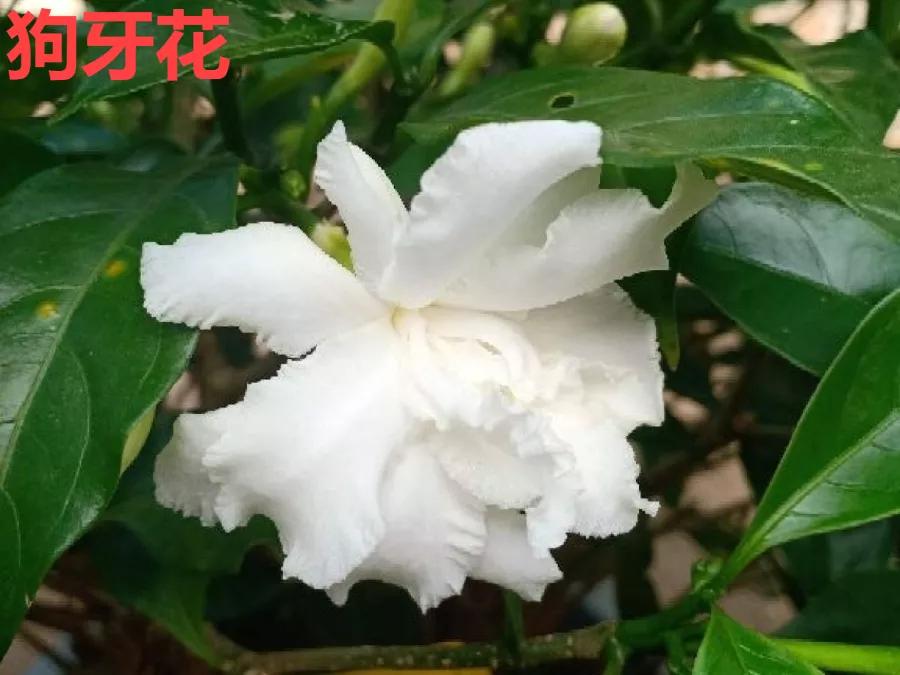 教你如何避开假货买到真品,一张图告诉你怎样分辨假货