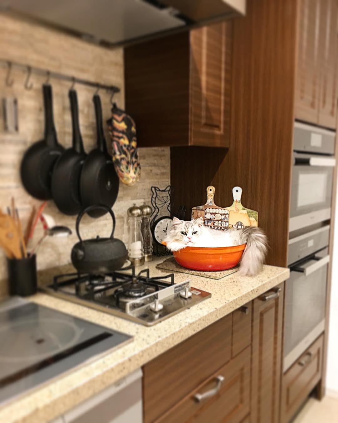 养猫怎么解决家里到处是毛,家里养猫大小便怎么解决