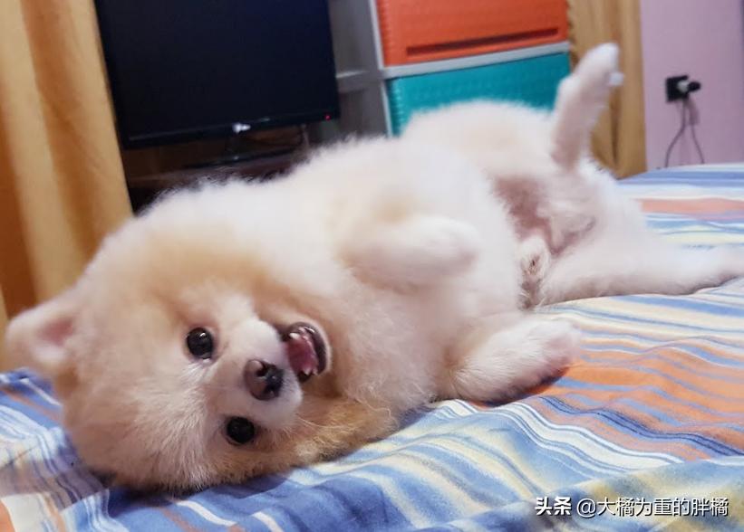 如何宠爱博美,博美要怎么教才听话