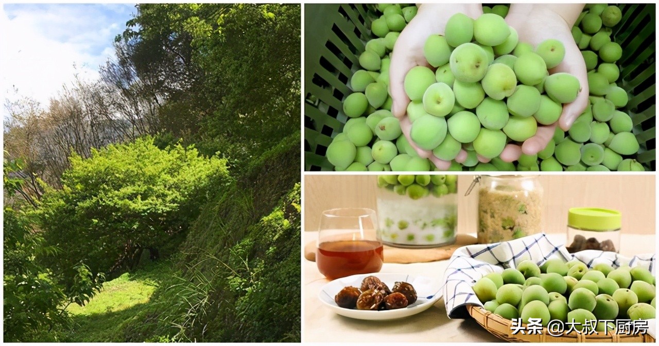 腌脆梅的腌制方法,脆梅的腌制方法