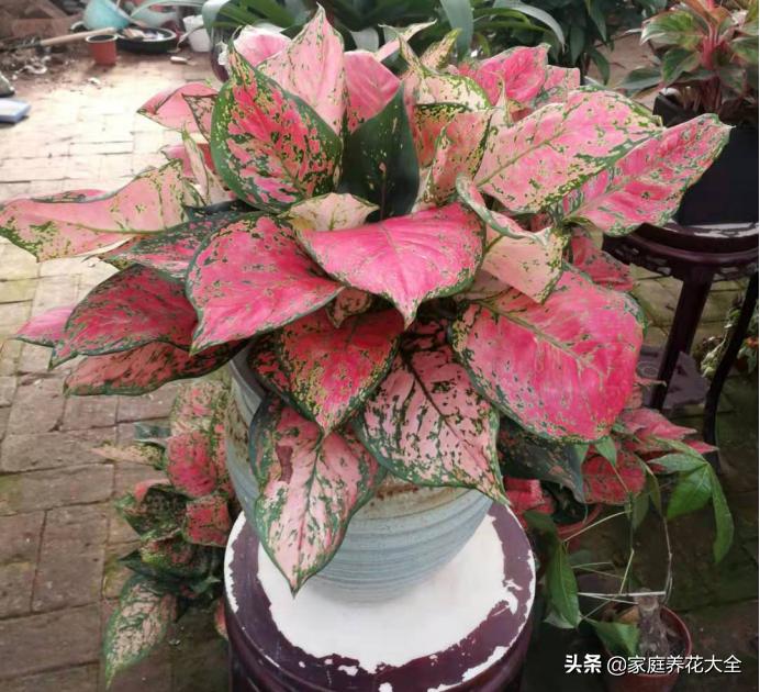 花叶红叶万年青,红叶万年青有什么品种