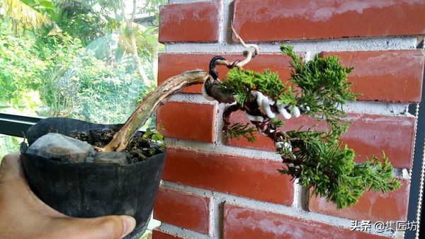 盆景树桩舍利怎么制作,盆景老桩镂空舍利的制作