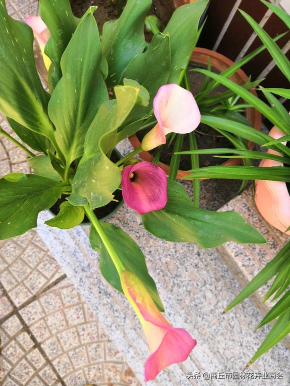 彩色马蹄莲花败后养护,彩色马蹄莲花变成绿色了