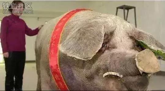 世界十大不寻常宠物,全球最稀有的宠物