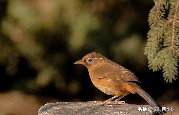 网上卖鸟上当受骗怎么办,揭穿卖鸡套路