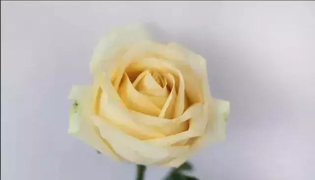 100种玫瑰品种图鉴大全,100种玫瑰品种图解