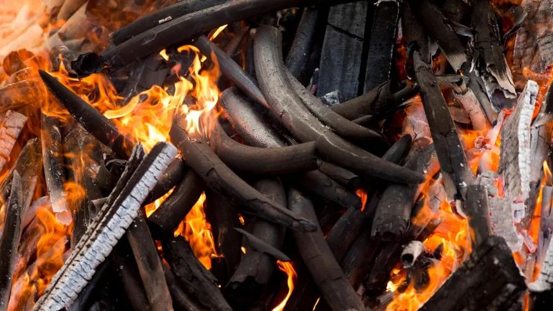 55万吨，价值5000亿美元，一种灰色产业链在俄罗斯出现！