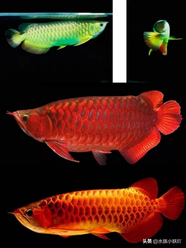 天价吉尼斯龙鱼,价值百万的龙鱼视频