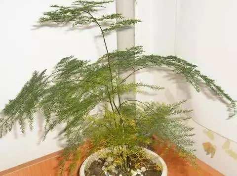 黄叶怎么消除最快,防止花黄叶方法