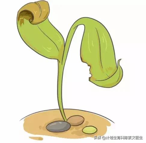 胎停育亲身经历,写给保胎路上的姐妹们