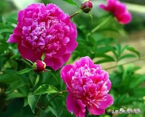 《老有老的骄傲》,送给群里的朋友