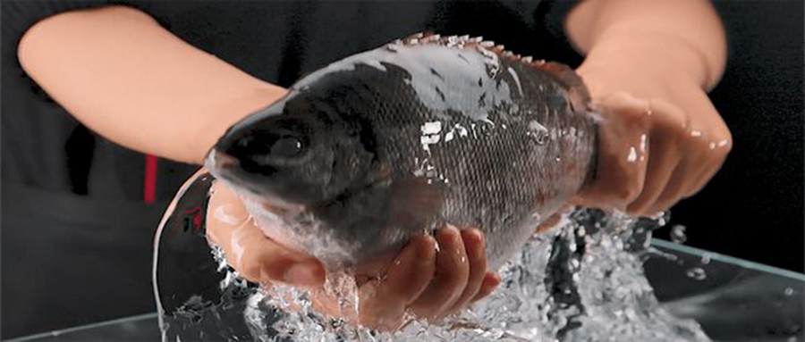 小孩吃什么鱼最好最有营养无刺,哪种鱼适合小朋友吃营养价值高