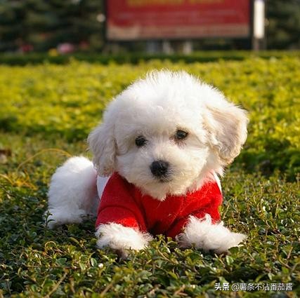高颜值肌肉奶狗,什么样的小奶狗最可爱