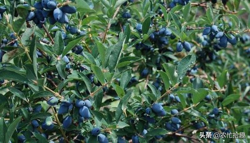 花青素价格及图片大全,花青素每瓶多少钱