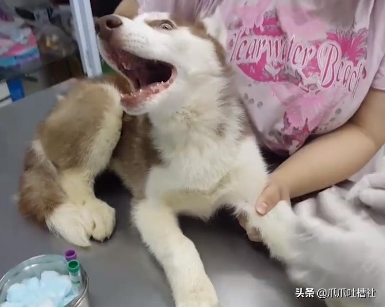 可怜的狗狗打针是怎么样的呢,狗狗打针反应迟钝智商受威胁