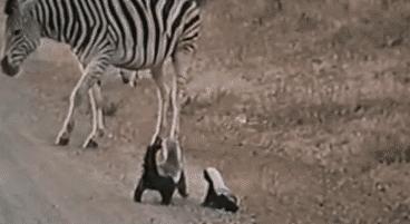 跟狮子抢肉，怼非洲鬣狗，看硬核“平头姐”成长史！