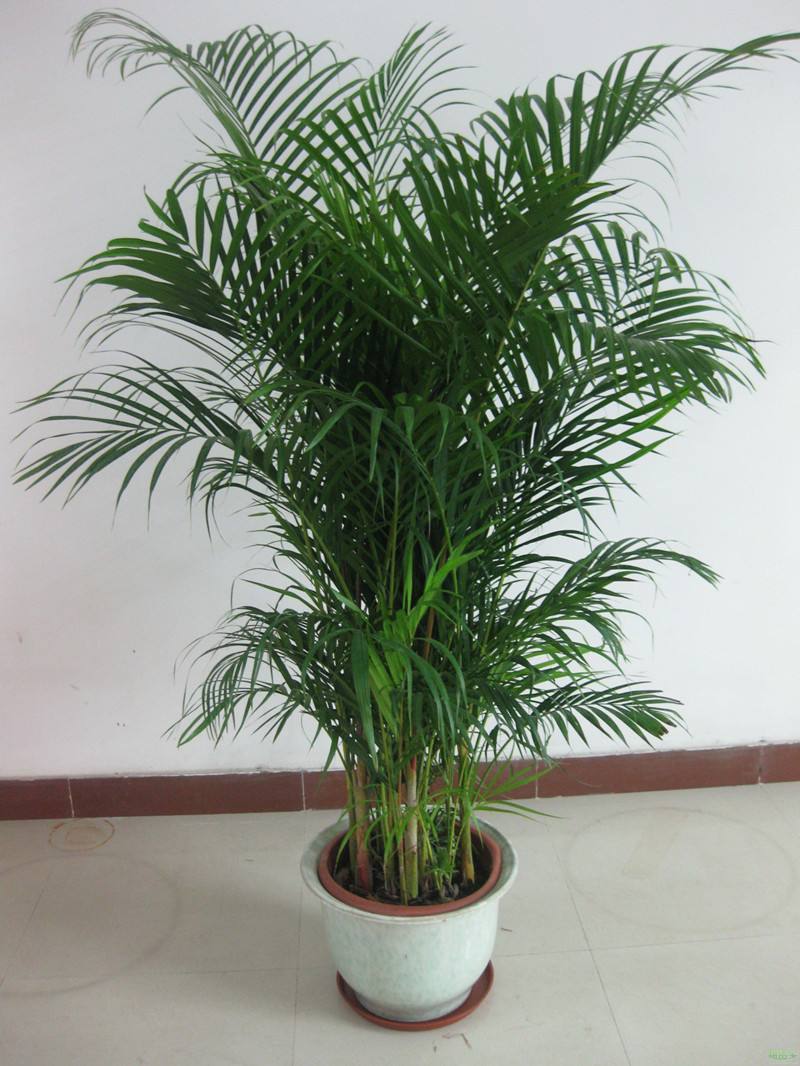 客厅就养这6种花好看好养还大气,适合客厅养的花满屋飘香