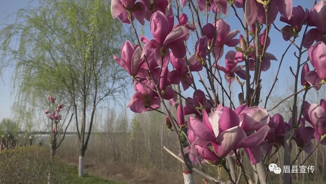 眉县花开的地方,眉县槐芽镇踏青赏花