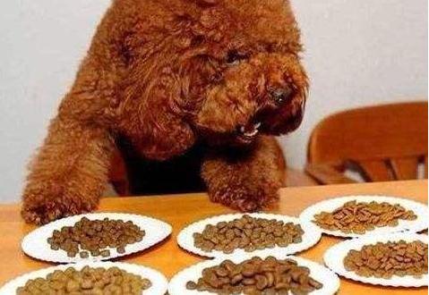 你对宠物做过的事情,你对狗狗做过的事情