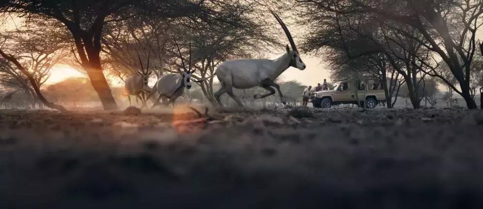 阿布扎比7天迪拜万豪5星酒店,阿布扎比度假攻略