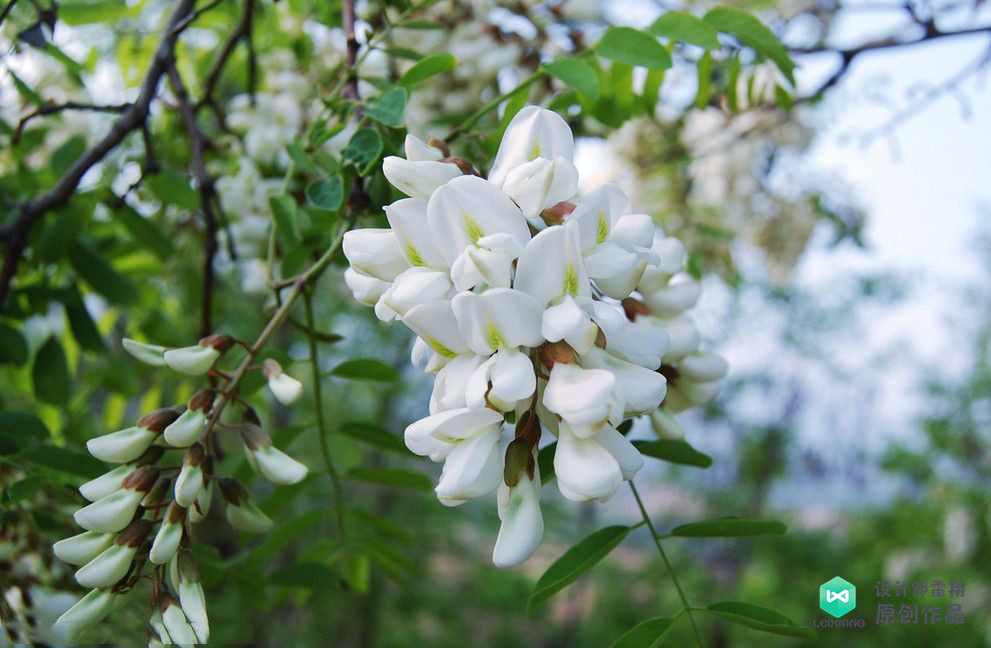 院子适合种的花和设计,庭院设计植物大全