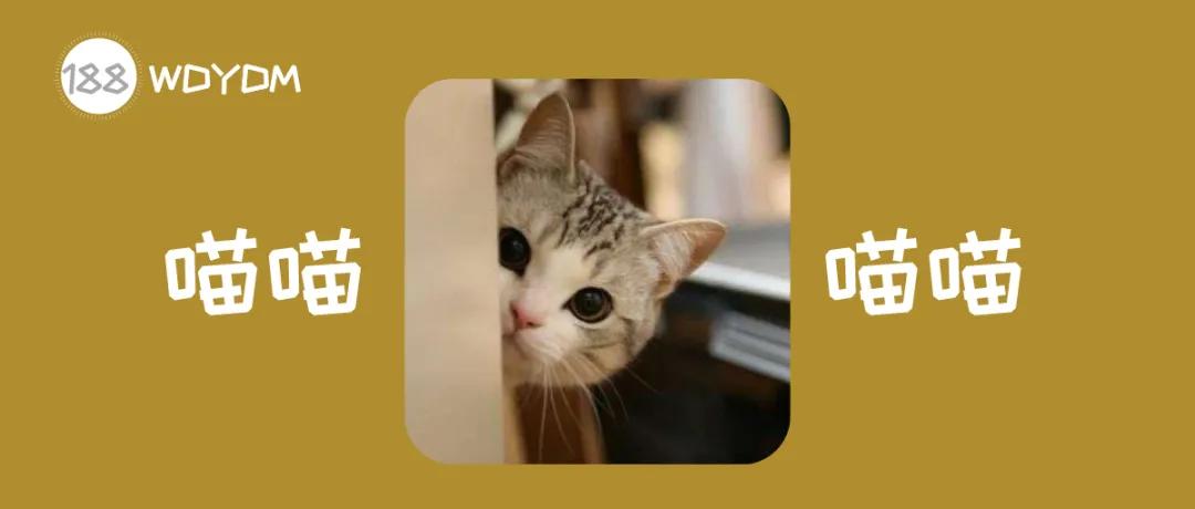 猫咪喜欢半夜睡在你身上的原因,猫咪喜欢半夜叫门