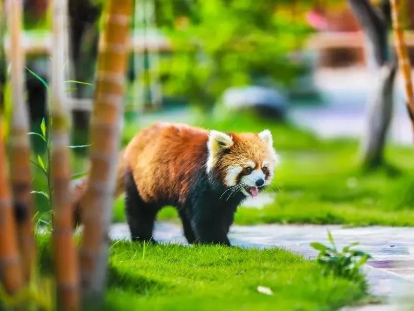 厦门周边适合亲子游的最佳地方,适合1-4岁亲子游的地方厦门