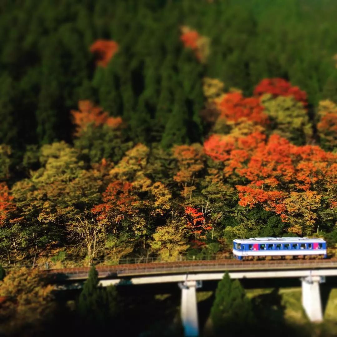 停车坐爱枫林晚风景,停车坐爱枫林晚季节
