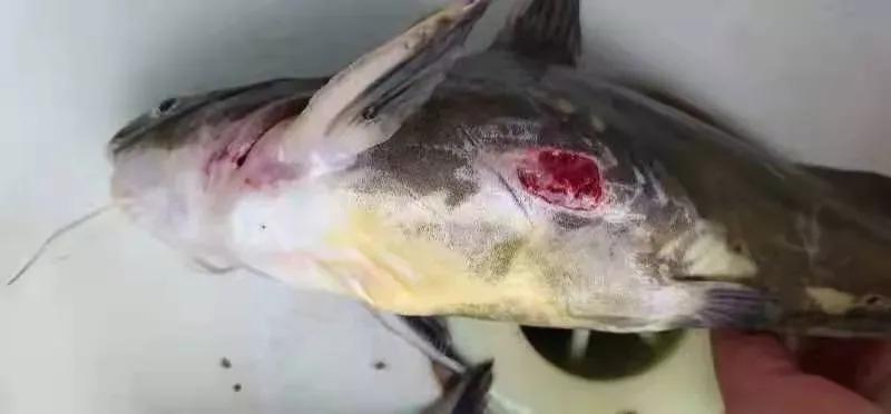 天气转冷，烂身“打印病”开始增多