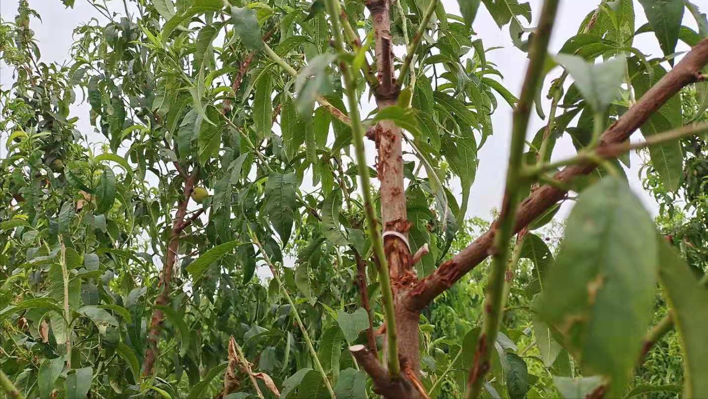 桃树被雹子砸了来年还结桃子吗,桃树被冰雹砸伤树皮开裂怎么处理